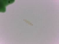 Adropion scoticum image