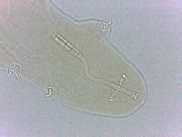 Adropion scoticum image