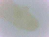 Adropion scoticum image