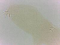 Adropion scoticum image