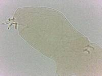 Adropion scoticum image