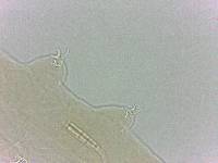 Adropion scoticum image