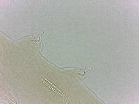 Adropion scoticum image
