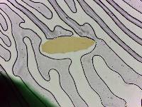 Adropion scoticum image