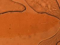 Adropion scoticum image