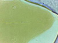 Adropion scoticum image
