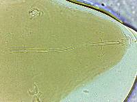 Adropion scoticum image