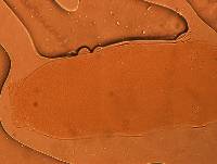 Adropion scoticum image