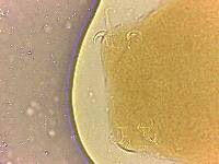 Adropion scoticum image