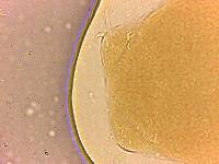 Adropion scoticum image