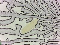 Adropion scoticum image