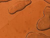 Adropion scoticum image