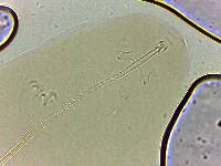 Adropion scoticum image