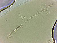 Adropion scoticum image