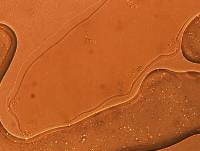 Adropion scoticum image