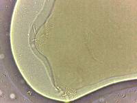 Adropion scoticum image