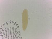 Adropion scoticum image