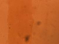 Adropion scoticum image