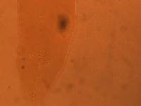 Adropion scoticum image