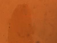 Adropion scoticum image