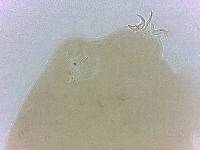 Adropion scoticum image