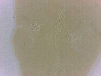 Adropion scoticum image