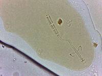 Adropion scoticum image