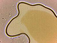 Adropion scoticum image