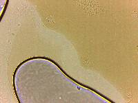 Adropion scoticum image