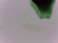 Adropion scoticum image