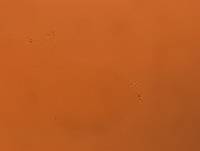 Adropion scoticum image