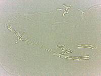Adropion scoticum image