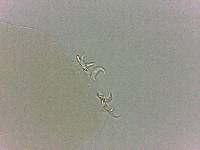 Adropion scoticum image