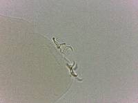 Adropion scoticum image