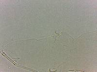 Adropion scoticum image