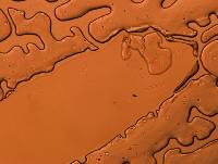 Adropion scoticum image