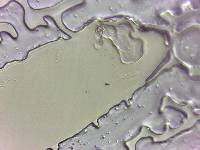 Adropion scoticum image
