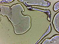 Adropion scoticum image