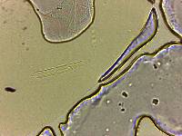 Adropion scoticum image