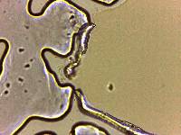 Adropion scoticum image