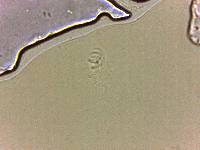 Adropion scoticum image