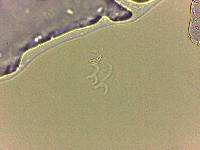 Adropion scoticum image