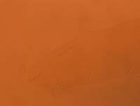 Adropion scoticum image