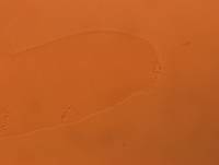 Adropion scoticum image