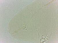 Adropion scoticum image