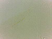 Adropion scoticum image