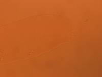 Adropion scoticum image