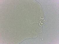 Adropion scoticum image