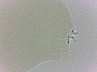 Adropion scoticum image