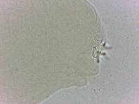 Adropion scoticum image